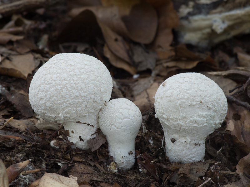 Lycoperdon mammiforme